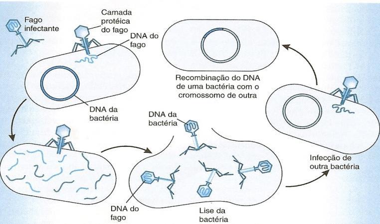 Transdução É a transferência de DNA de