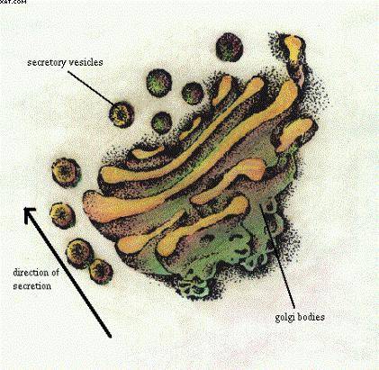 Aparelho de Golgi Complexo de Golgi Composto de pilhas de dobras de membranas interligadas, formando estruturas conhecidas como CISTERNAS Parte integrante na modificação, classificação e