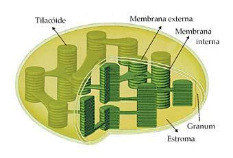 com a matriz mitocondrial Duas membranas Interna: