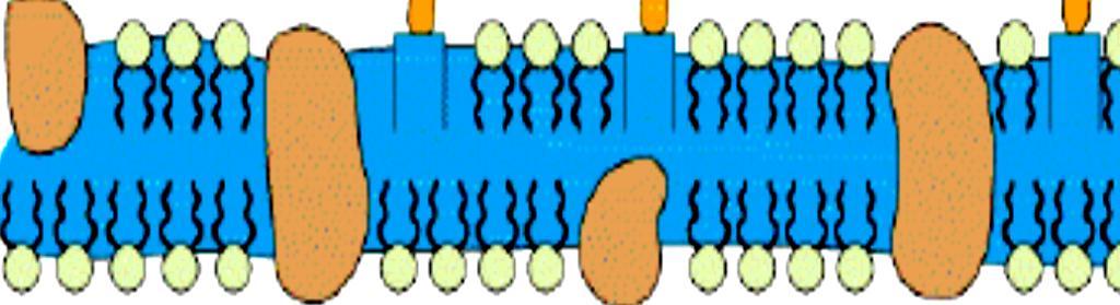 Membrana Citoplasmática Transporte ativo Bicamada lipídica com