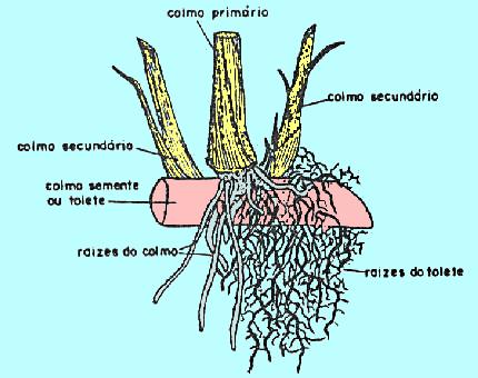 55 Desenvolvimento