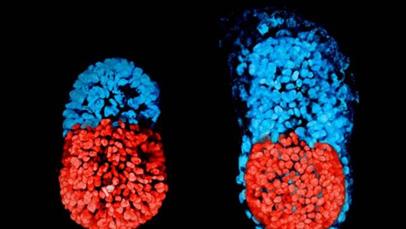 II. O início do desenvolvimento do embrião é marcado por um processo denominado clivagem, que provoca divisões sucessivas do zigoto, formando uma esfera maciça de células denominadas,