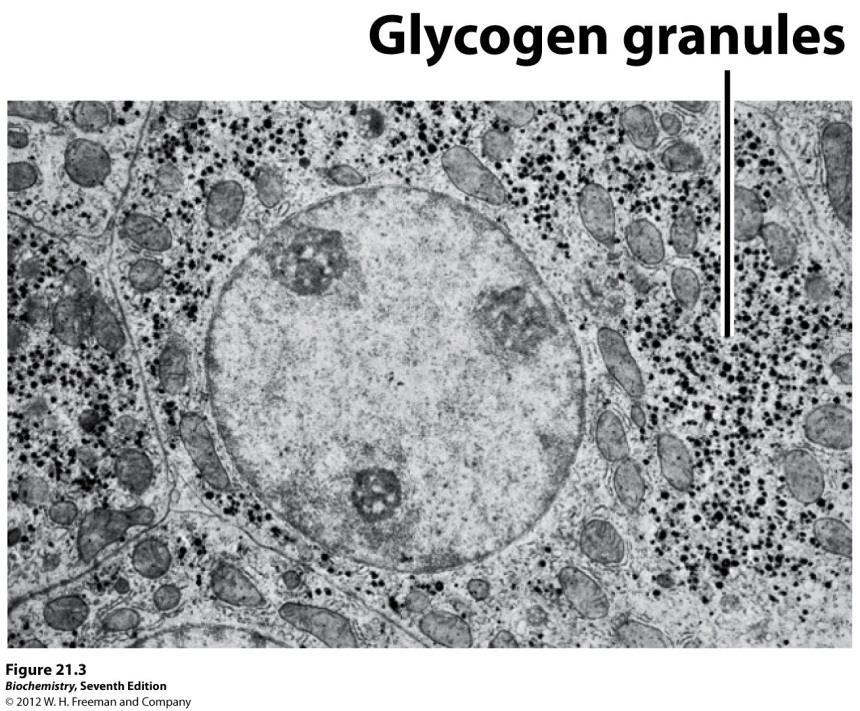 Polissacarídeos: Glicogênio Similar à amilopectina, porém mais densamente