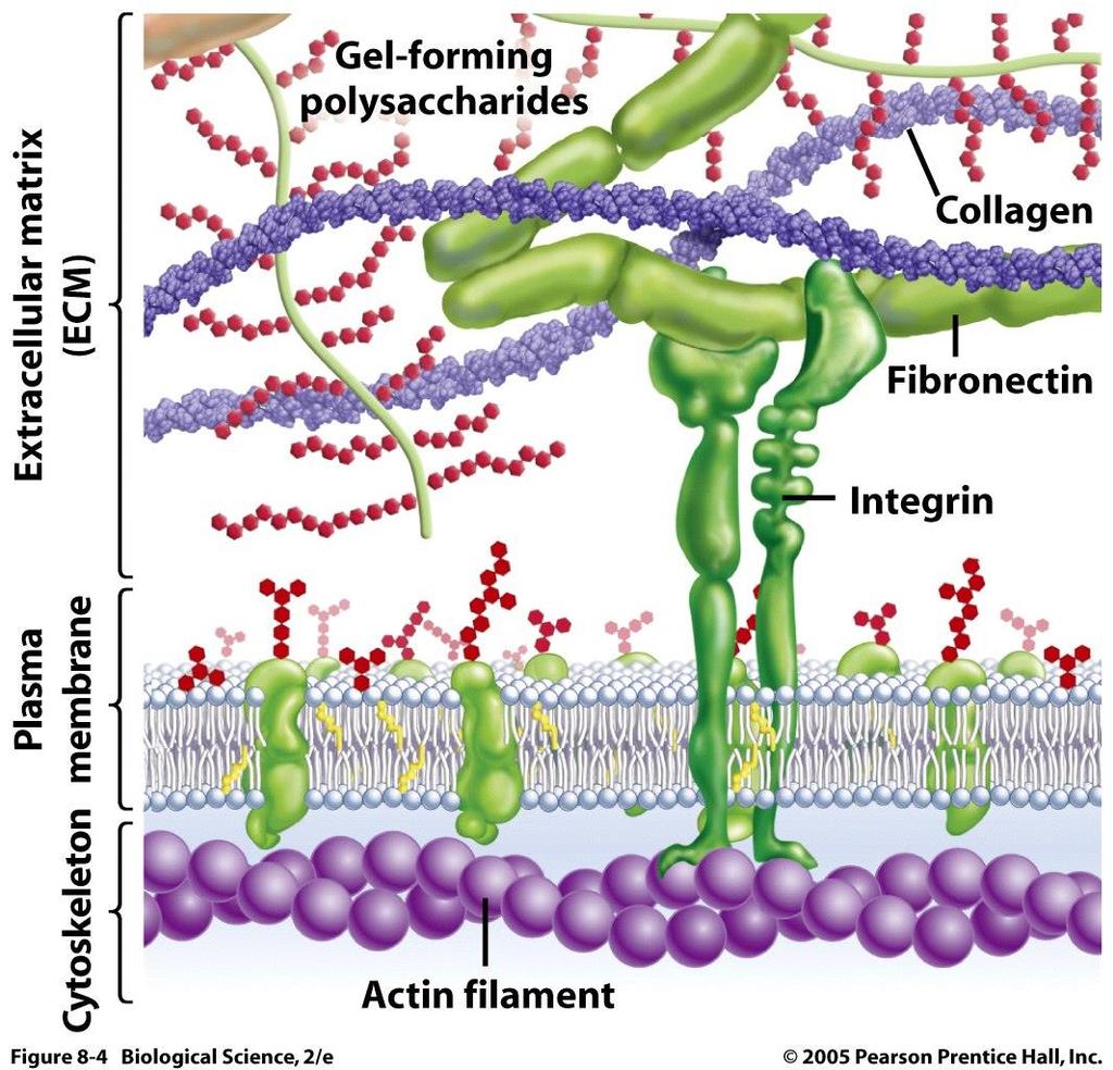 Polissacarídeos na membrana plasmática e matriz