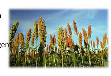 Tipos Forrageiro com boa produção de grãos Alturadeplanta entre 2,0e2,5m Utilizados para produção de
