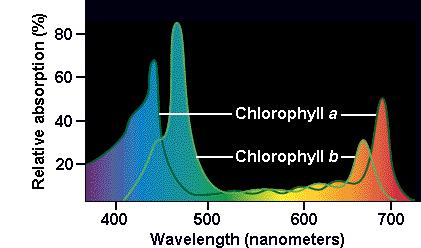 A energia de luz solar é primeiramente absorvida pelos pigmentos da planta. Todos os pigmentos ativos em fotossíntese são encontrados no cloroplasto.