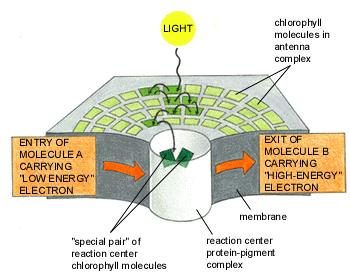 A luz irradia a clorofila e eleva os seus elétrons a um estado excitado (pigmento de antena). A energia é passada por transferência de energia de ressonância até o centro de reação da fotossistema II.