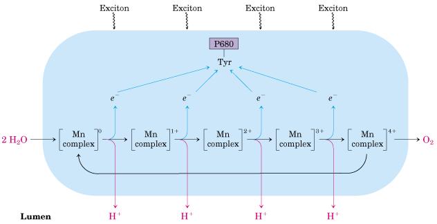 O mecanismo de geração de O 2 em cloroplastos O centro de absorçaõ de fótons PS II (P 680) é excitado pela luz (formação de P680 + ) e transmite eletrons para plastoquinona.
