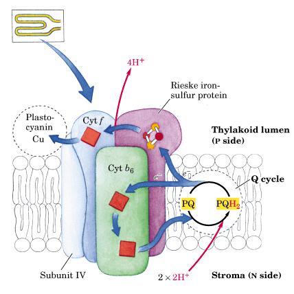 Transporte de elétrons pelo complexo citocromo b 6 f Ligação de fotossistemas I e II Plastoqinol reduzido (PQH 2 ) formado pelo fotossistema II passa os elétrons para citocroma b6 (PQH 2 passa para