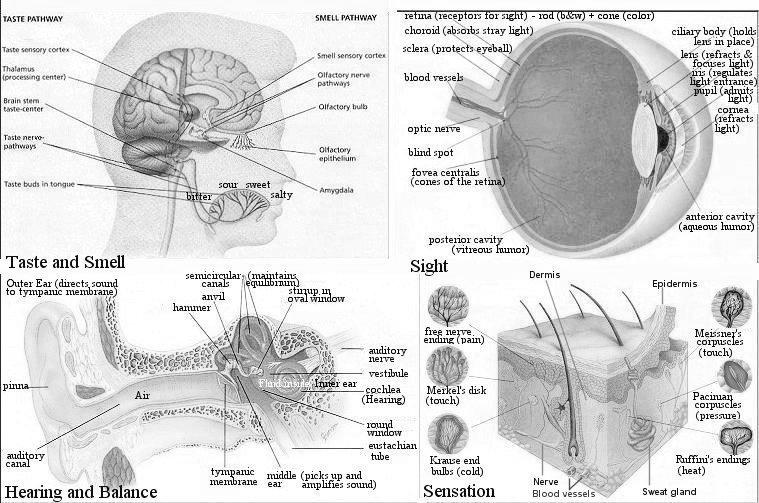 RECEPTORES SENSORIAS Quanto