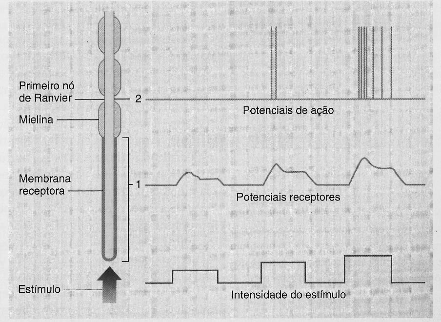 Potencial Receptor A membrana especializada do receptor, onde as alterações iniciais do canal iônico ocorrem, diferentemente da membrana plasmática axonal, não gera potencias de ação.