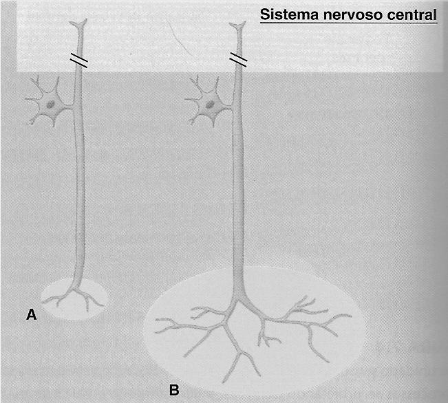 Localização do estímulo A informação do neurônio A indica a localização do estímulo mais precisamente do que a do neurônio B