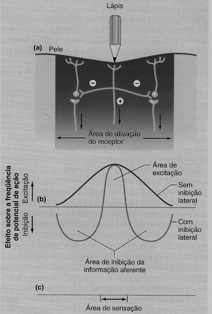INIBIÇÃO LATERAL (a) Uma ponta de lápis pressionada contra a pele ativa receptores localizados sob a ponta do lápis no tecido adjacente.