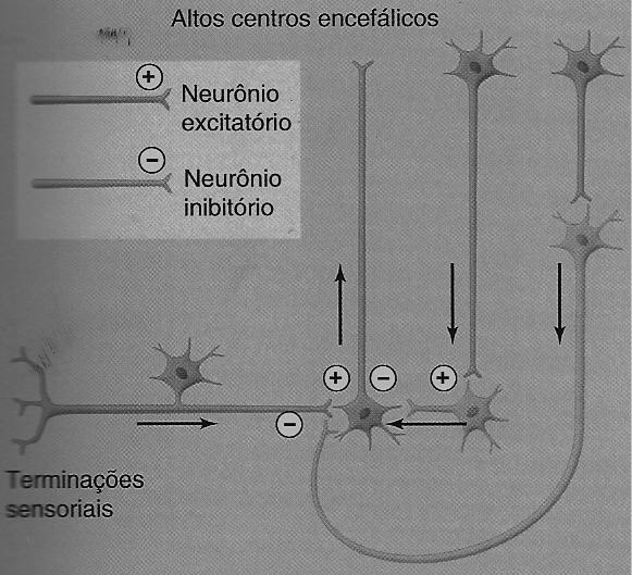 Controle Central da Informação Aferente Vias ascendentes podem influenciar informações sensoriais através da inibição direta dos terminais centrais do neurônio aferente (um exemplo de inibição