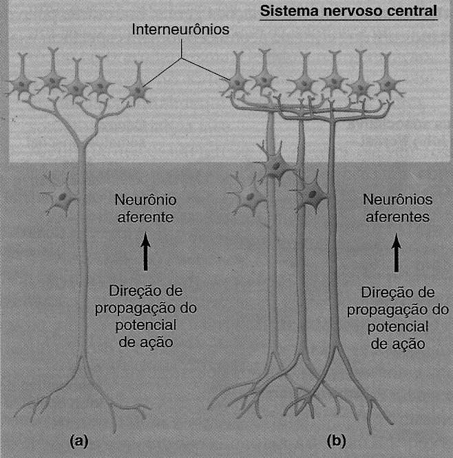 VIAS ASCENDENTES Os processos centrais dos neurônios aferentes entram no encéfalo ou na medula espinal onde fazem sinapse com interneurônios.