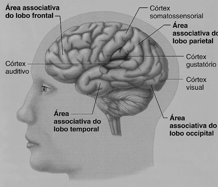 Áreas sensoriais primárias e áreas do córtex associativo Vias Ascendentes NÃO Específicas São vias ativadas por várias unidades sensoriais diferentes, portanto, sinalizam informações gerais.