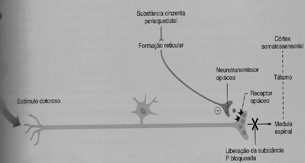 DOR A substância P liberada é bloqueada por um sistema descendente analgésico através de uma sinapse axo-axônica sobre o neurônio aferente.