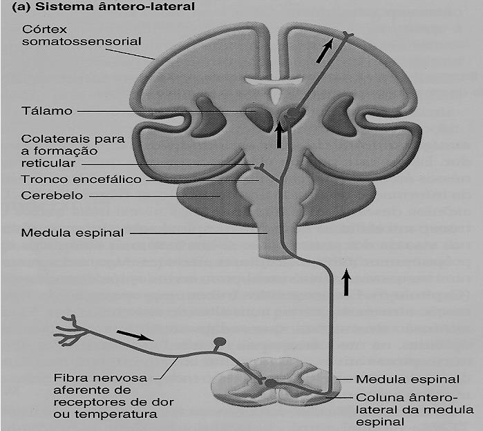 Via Ascendente Ântero-Lateral Via da Coluna Dorsal Essa também é nomeada pela porção de substância branca (coluna dorsal) através da qual os neurônios receptores sensoriais trafegam ao se projetar