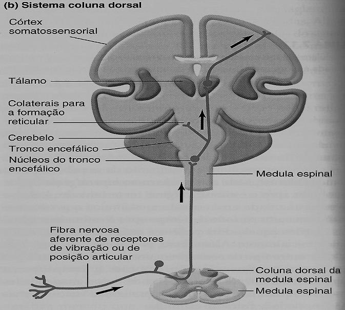 Via da Coluna Dorsal Vias Neurais do sistema Somatossensorial Note que as vias cruzam do lado onde os neurônios aferentes entram no sistema nervoso central para o lado oposto, seja na medula espinal
