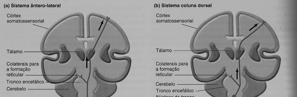 Vias Neurais do sistema