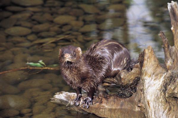 O Instituto da Conservação da Natureza e da (ICNB) identificou, no seu Livro Vermelho dos Vertebrados de Portugal, as espécies de animais