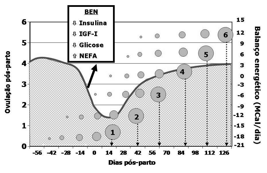 IV Simpósio Nacional de Bovinocultura de Leite - 247 Figura 7 - Os folículos ovulatórios no pós-parto foram numerados de 1 a 6 e cada um originou um corpo lúteo.