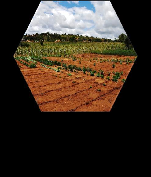 Exemplos de operações recentes do FUMIN em agricultura climaticamente inteligente Cadeia de valor da macaúba Promover a nova cadeia de valor de macaúba em sistemas de