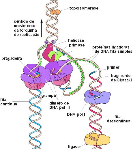 Proteínas envolvidas na Replicação DNA Polimerase Helicases (DnaB)