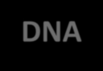 DNA-Polimerase DNA Polimerase: enzimas envolvidas na replicação e reparo do DNA; Incorporação de nucleotídeos
