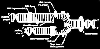 Outras enzimas Helicases SSB Quebra das pontes de hidrogênio entre as bases, separando as duas fitas para que ocorra replicação Proteínas com afinidade por fita simples de DNA.