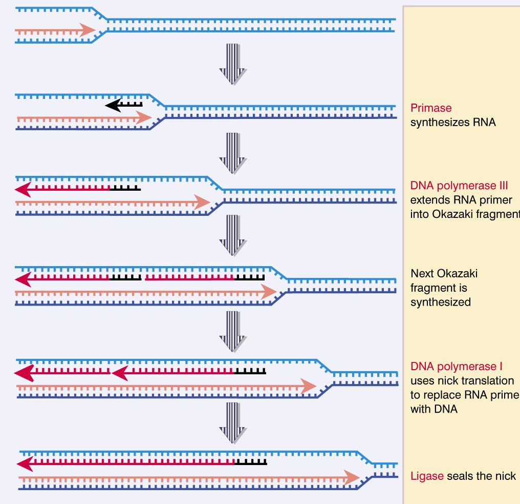 Fragmentos de Okasaki ocorrem na fita descontínua A DNA polimerase III é responsável pela síntese da