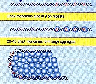 Processo de início da replicação DNA A: Liga-se à