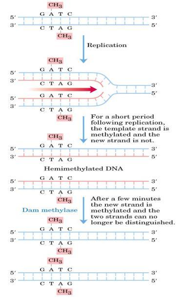 Metilação DNA hemi-metilado -