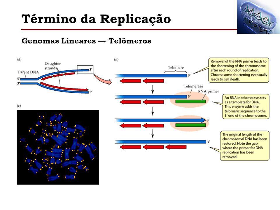 REPLICAÇÃO DE DNA LINEAR: o modelo demonstra o surgimento de