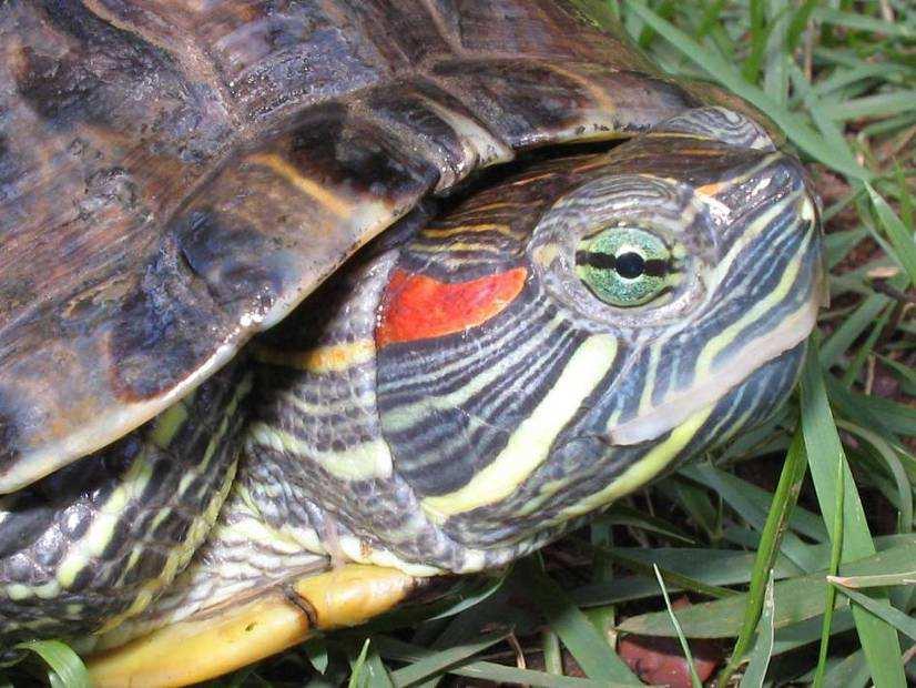 Tigre-d água Origem: EUA Invasora em: Coréia do Sul, Japão, África do Sul, Israel, Tailândia, Austrália e