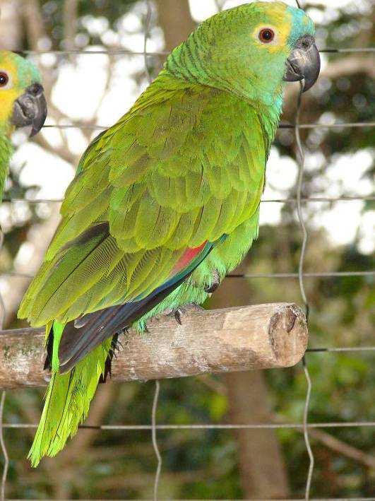 Papagaio-verdadeiro Origem: No Brasil Nordeste, Centro-Oeste e Sul.