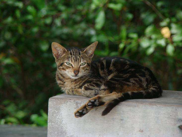 Gato-doméstico Origem: Mediterrâneo (3.000 anos) Invasora em: todo o mundo.