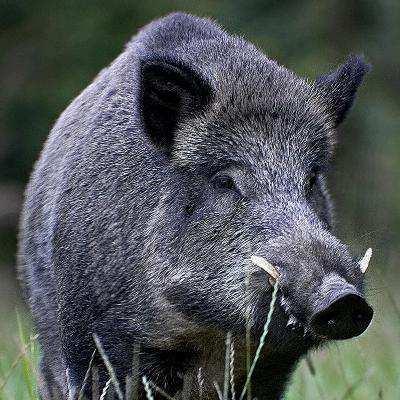 Porco-selvagem Origem: Europa e Ásia continental Invasora em: Américas, Austrália, África, Nova Zelândia.