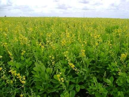 Crotalaria