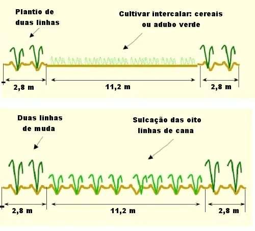 MEIOSE