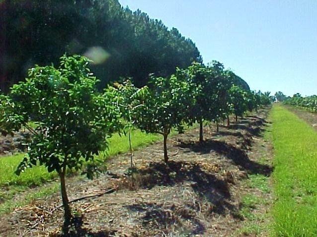 Introdução No mês de junho houve variações nos preços de produtos de eucalipto e pinus apenas nas regiões de Bauru e Sorocaba.