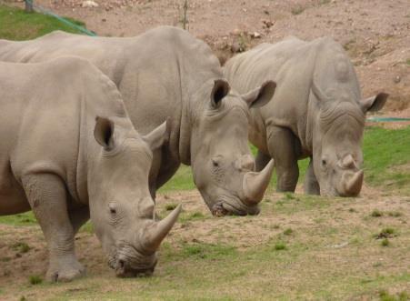 PEQUENOS EXPLORADORES O Zooparque está sempre atento às