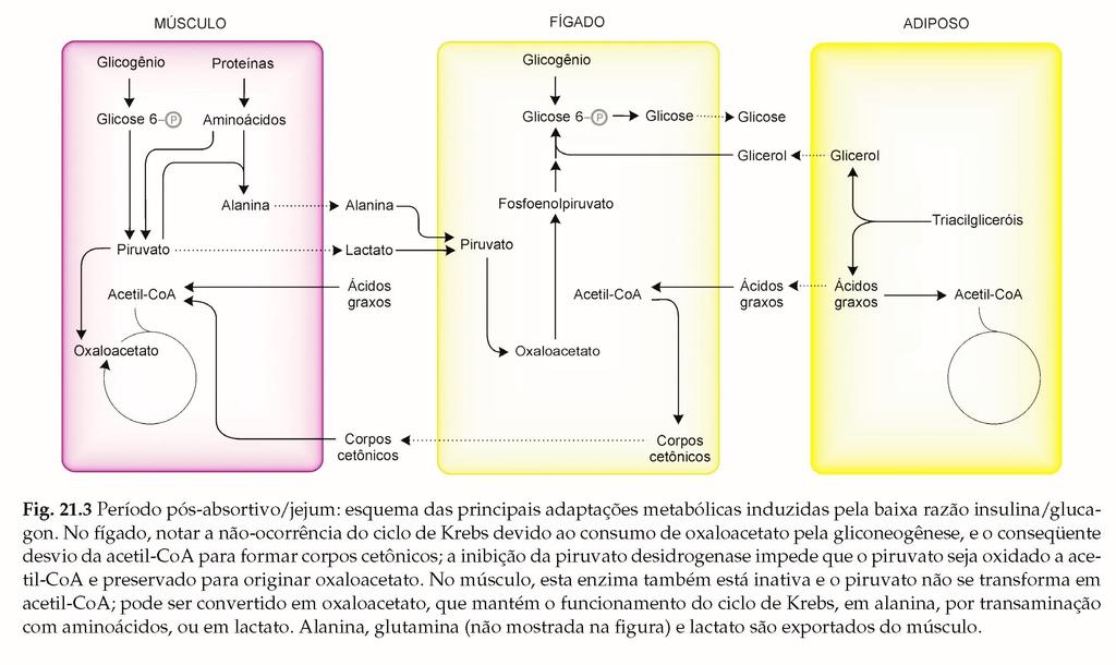 Integração metabólica no período