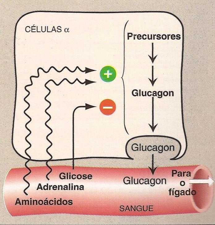 Controle da secreção do glucagon Estímulos à secreção Glicemia baixa Presença de aminoácidos derivados de uma refeição com proteínas Impede hipoglicemia resultante de