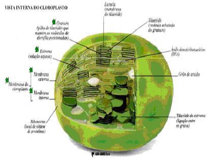 Transpiração Pigmento picos de absorção ocorrência (mn) 420,0 plantas superiores algas 435,43 plantas superiores algas 445,43 diatomáceas, algas pardas 450,90 algas vermelhas beta-caroteno