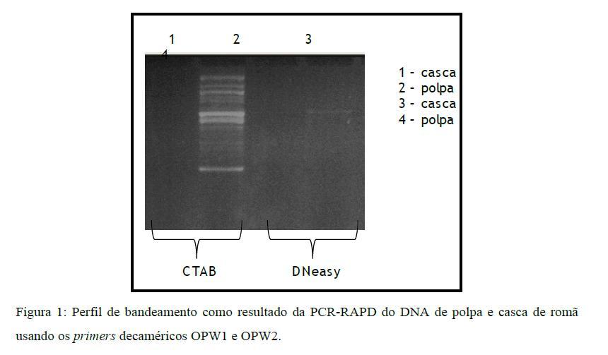Foi feita uma extração de DNA (polpa e casca) usando o kit DNeasy (Qiagen) e o método CTAB, e em seguida foi realizada a genotipagem usando a técnica PCR-RAPD; A genotipagem (PCR-RAPD) foi conduzida