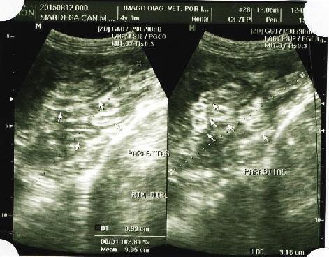 Figura 2 Imagem ultrassonográfica compatível de parasitismo por Dioctophyma renale no rim direito do paciente. Fonte: (IMAGO, 2015).