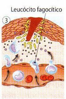 3- Os neutrófilos e os monócitos são atraídos por quimiotaxia, deixam os vasos sanguíneos por Diapedese e dirigem-se aos tecidos infectados.