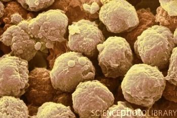 nº de segmentos aumenta com a idade da célula Citoplasma incolor ou rosado