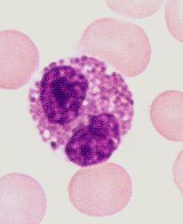 substâncias que afectam a permeabilidade vascular e o fluxo